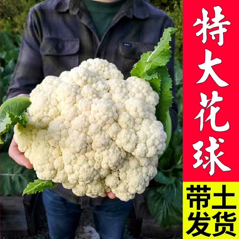 （花菜秧西兰花苗)  高产抗病青梗花椰菜露天种植壮苗南北阳台种植