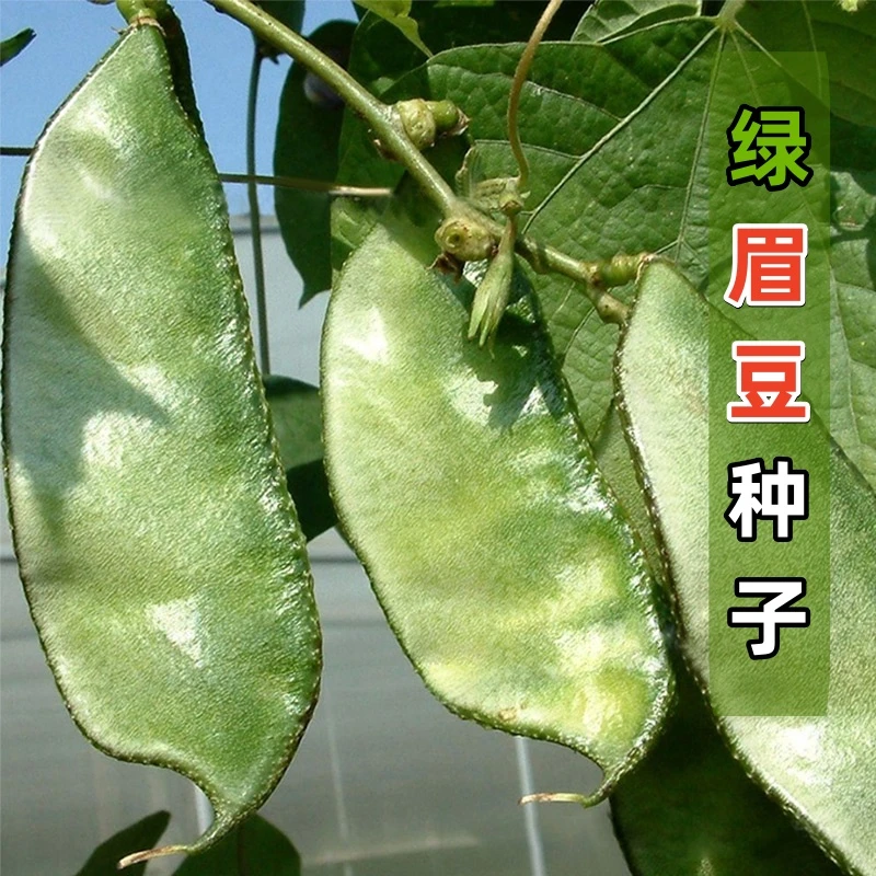 绿眉豆种子苗猪耳朵扁豆种籽高产架豆春夏四季蔬菜孑农家庭院菜园