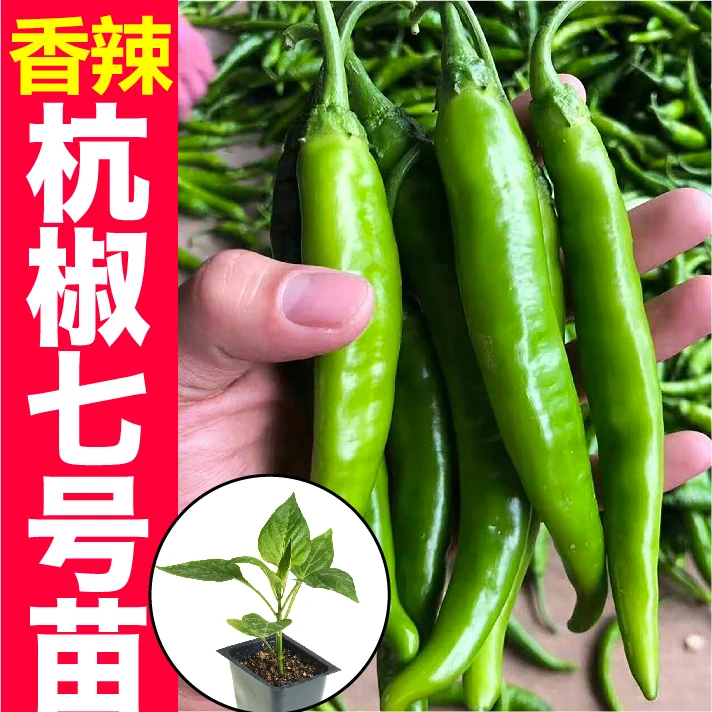 正宗杭椒辣椒秧苗 早熟青辣椒优质穴盘苗坐果好 四季高产易种易活