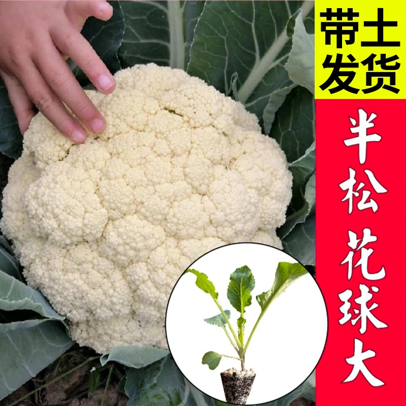 花菜秧 (苗) 高产抗病青梗花椰菜露天种植优质蔬菜苗南北阳台种植