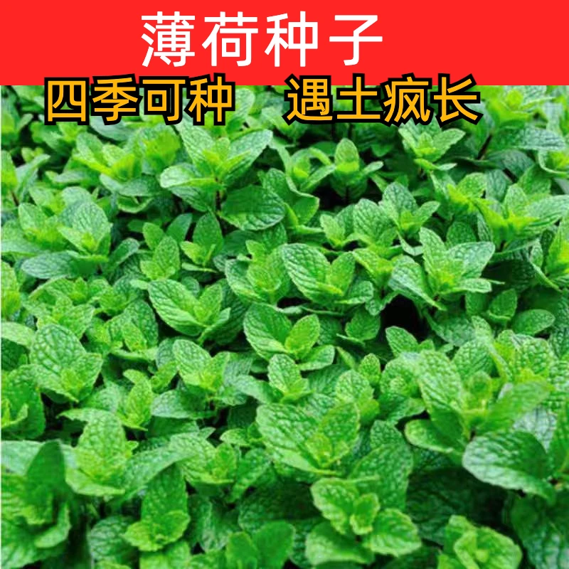 四季薄荷种子驱蚊可薄荷种子庭院种植