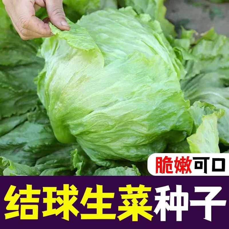 结球生菜种子家庭裁员包心生菜沙拉阳台盆栽庭院种植