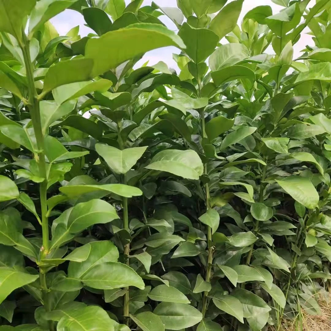 红心马家柚苗果园绿化庭院种植江西上饶广丰特产盆栽地栽果树苗木