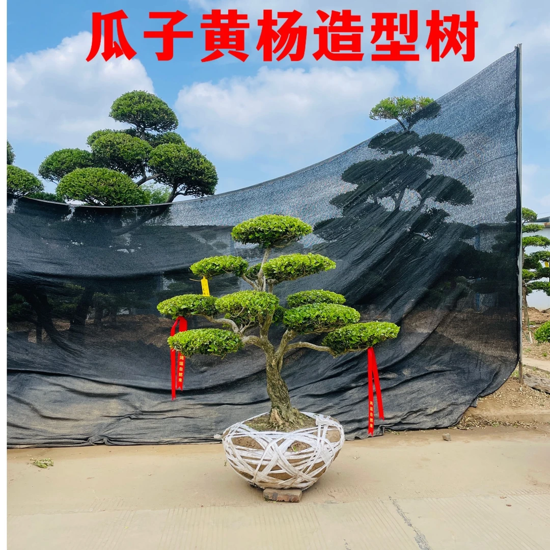 黄杨造型树庭院造型景观树别墅庭院瓜子黄杨耐寒