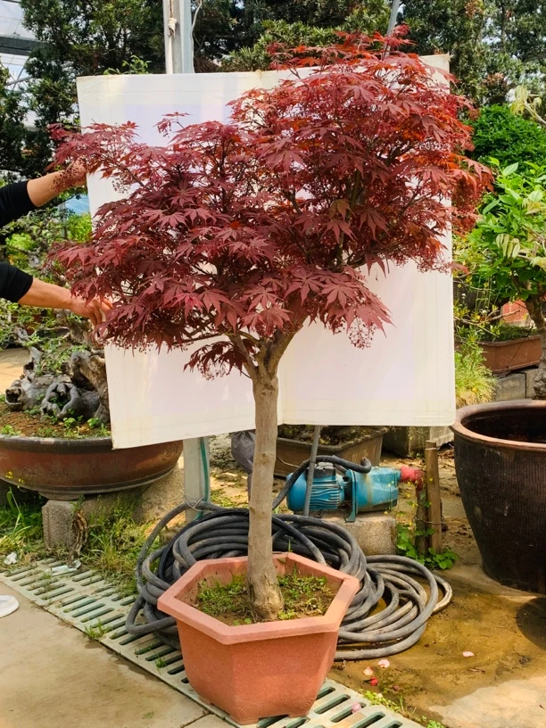 日本红枫树苗红舞姬三季红盆栽盆景庭院别墅道路绿化耐寒室外植物