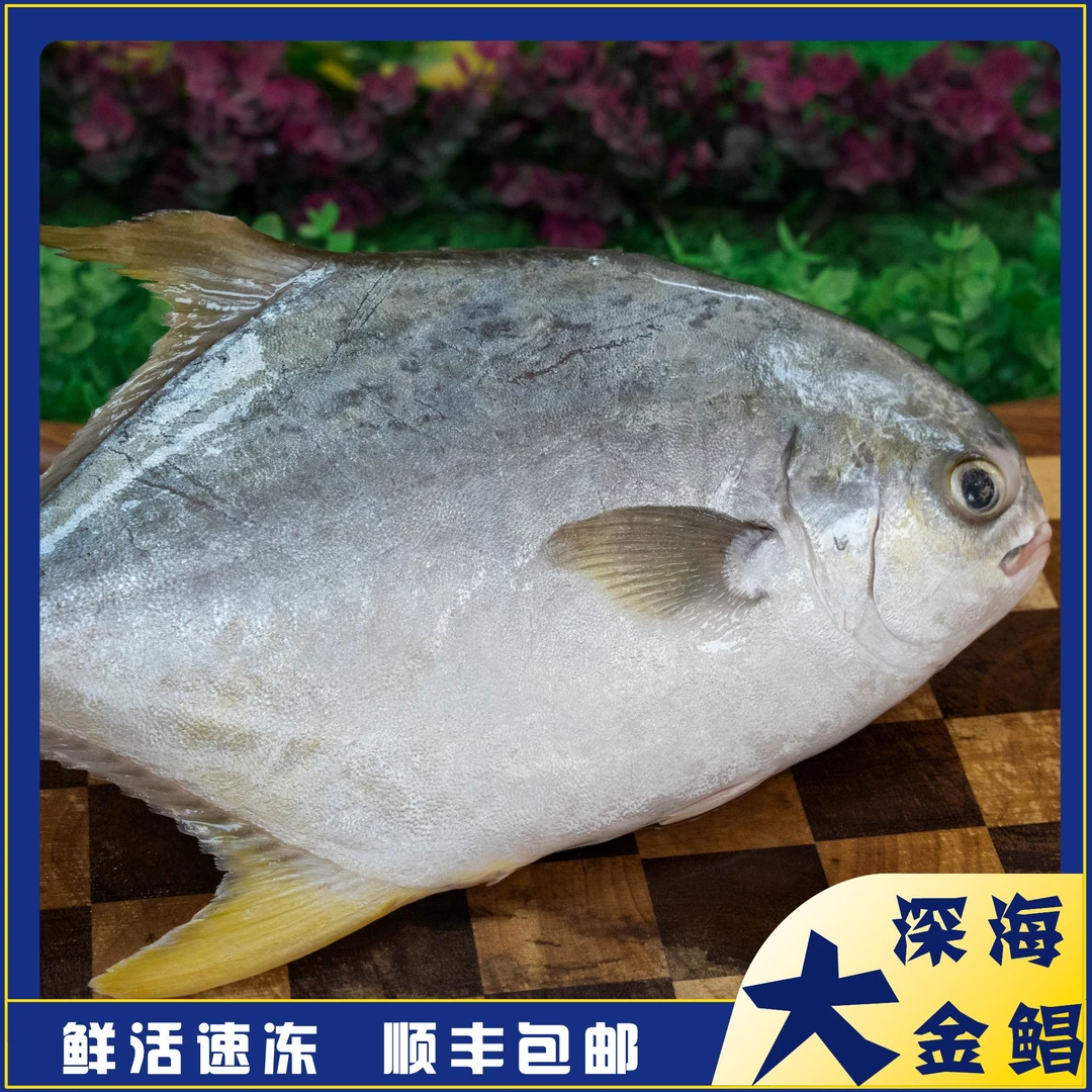 正宗湛江深海金鲳鱼200g-300g/条共8条约4.5-4.8斤新鲜冷冻发货