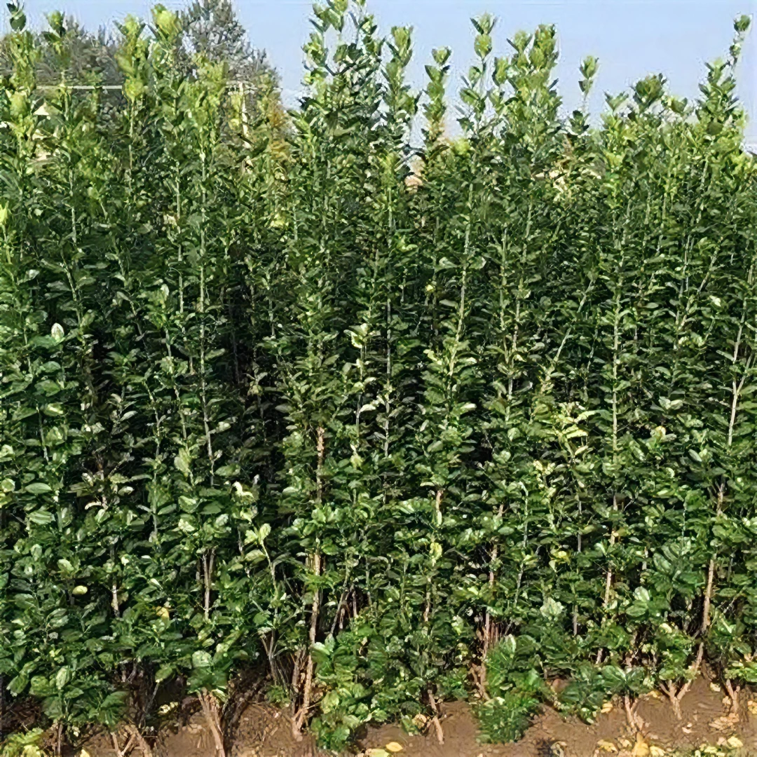 北海道黄杨苗冬青树苗 围墙篱笆植物大叶四季长青 庭院绿篱树苗