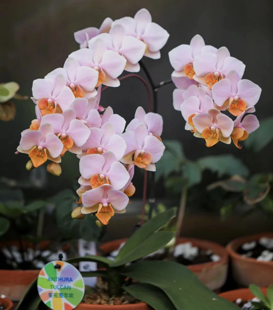 3.0寸蝴蝶兰苗图尔坎抽梗苗［叶损不包售后］