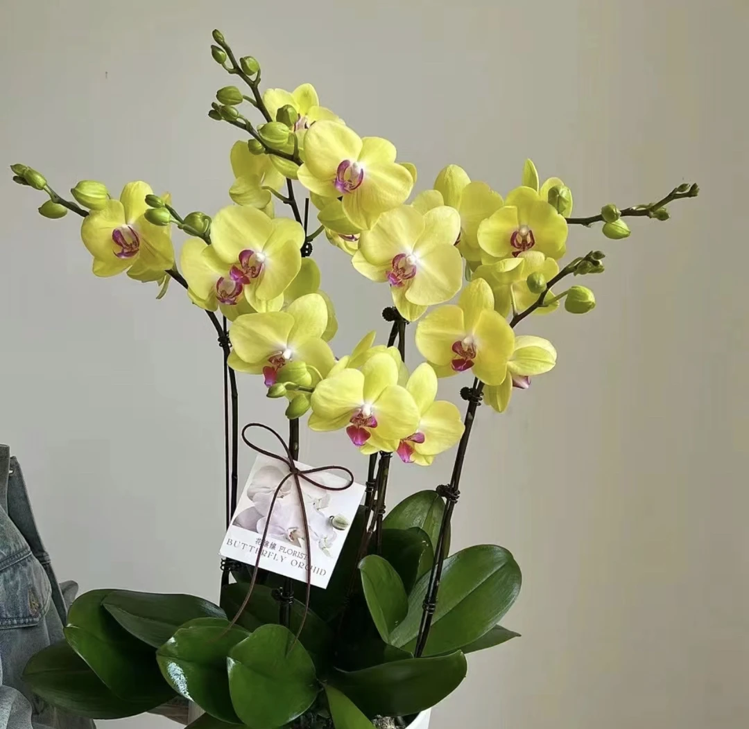 3.5寸杯富乐夕阳蝴蝶兰抽梗苗子成熟黄色花【叶损不包售后】