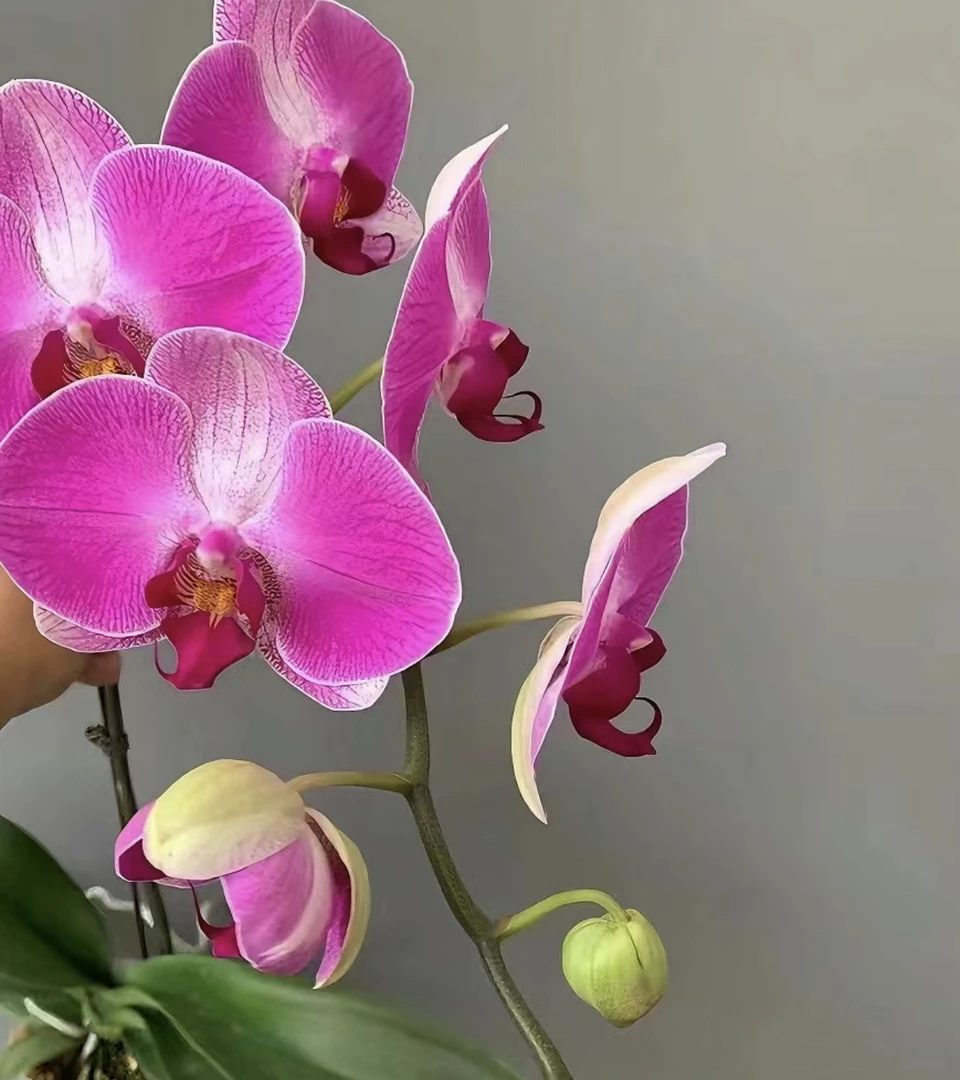 3.5寸大花蝴蝶兰钜宝情人2号苗子【不开花不带花剑，叶损不包售后】