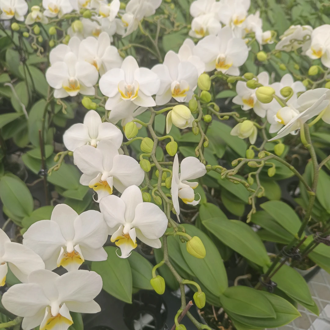 ［欧品］2.8寸蝴蝶兰莱希开花株（叶损不包售后）