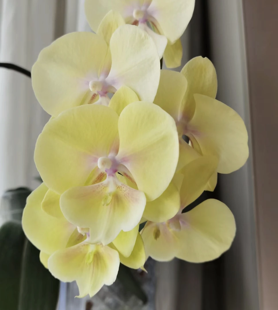 （蝴蝶兰苗）3.5寸蝴蝶兰大吉大利苗子【叶损不包售后】