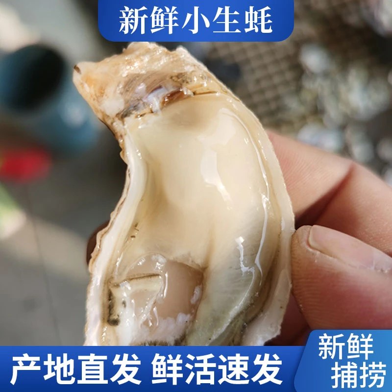 牡蛎生蚝鲜活生蚝新鲜速冻干净吐沙海鲜水产一两左右顺丰包邮