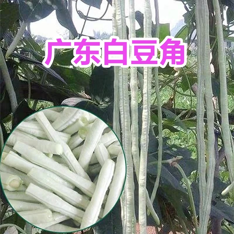 广东农家长豆角白豇豆鲜嫩脆爽肉厚新鲜蔬菜农家现摘现发八月豆角