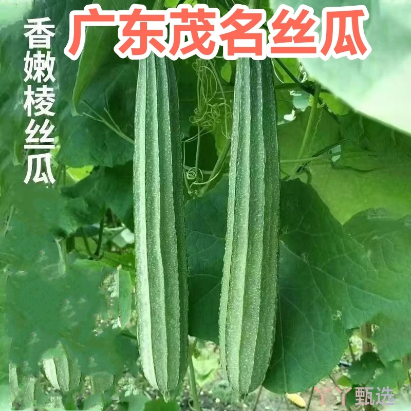 广东新鲜农家丝瓜棱角丝瓜八角瓜现摘大肉丝瓜清甜农家新鲜蔬菜
