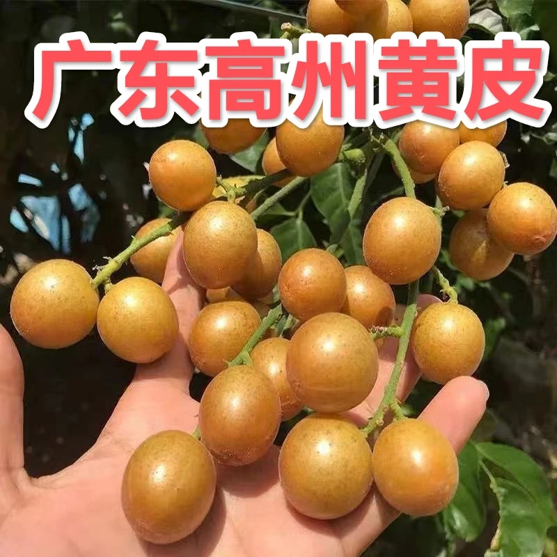 正宗广东茂名鸡心黄皮果特产当季水果新鲜酸甜多汁