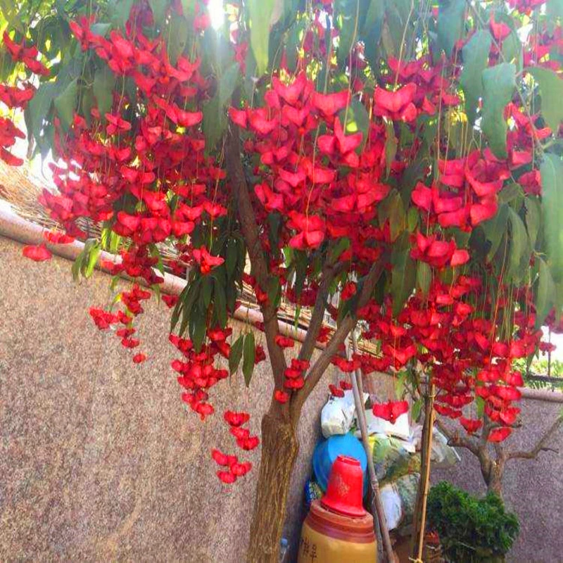 庭院风景树金丝吊蝴蝶树净化空气.地栽花卉绿植开花海棠盆景耐寒