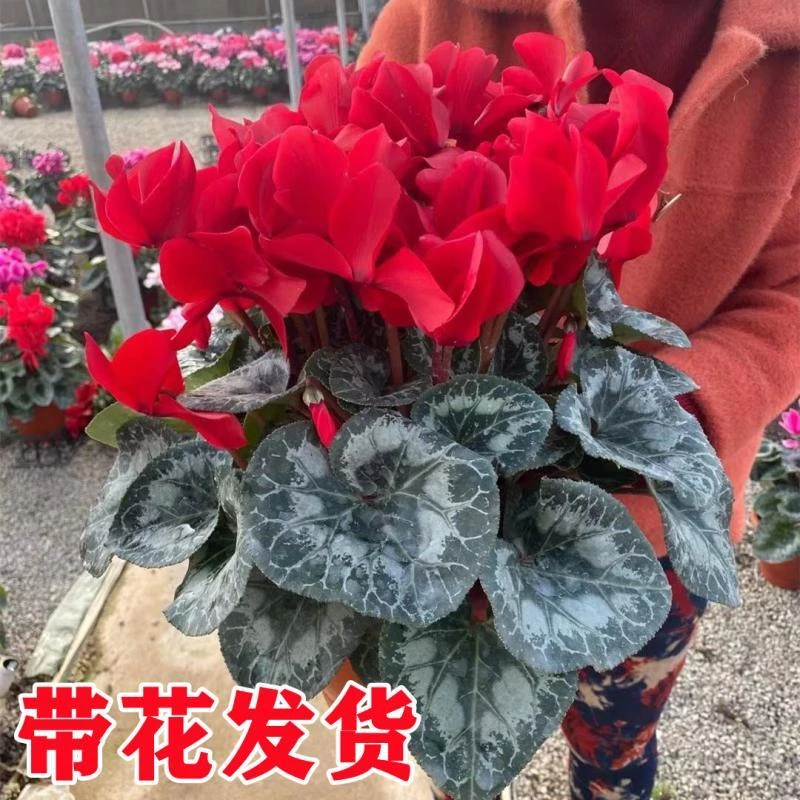 仙客来盆栽带花苞室内花卉重瓣年宵花四季开花好养大花苗观花植物