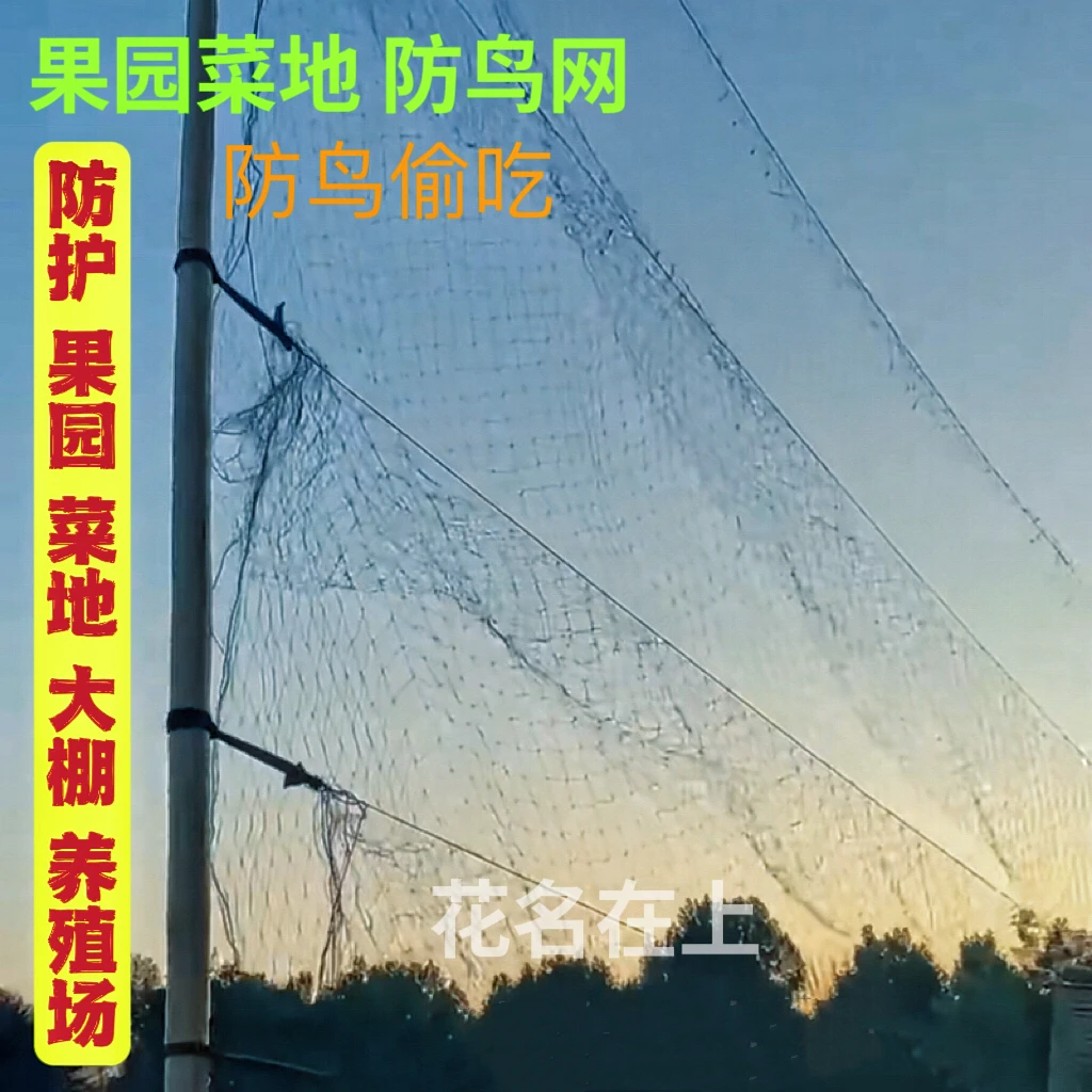 果园防鸟网水果树户外天网尼龙养殖网鱼塘防护葡萄大棚农田防鸟网