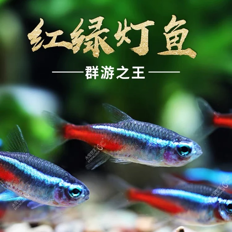 红绿灯鱼草缸群游观赏鱼灯科鱼宝莲灯热带观赏鱼小型鱼包邮包损