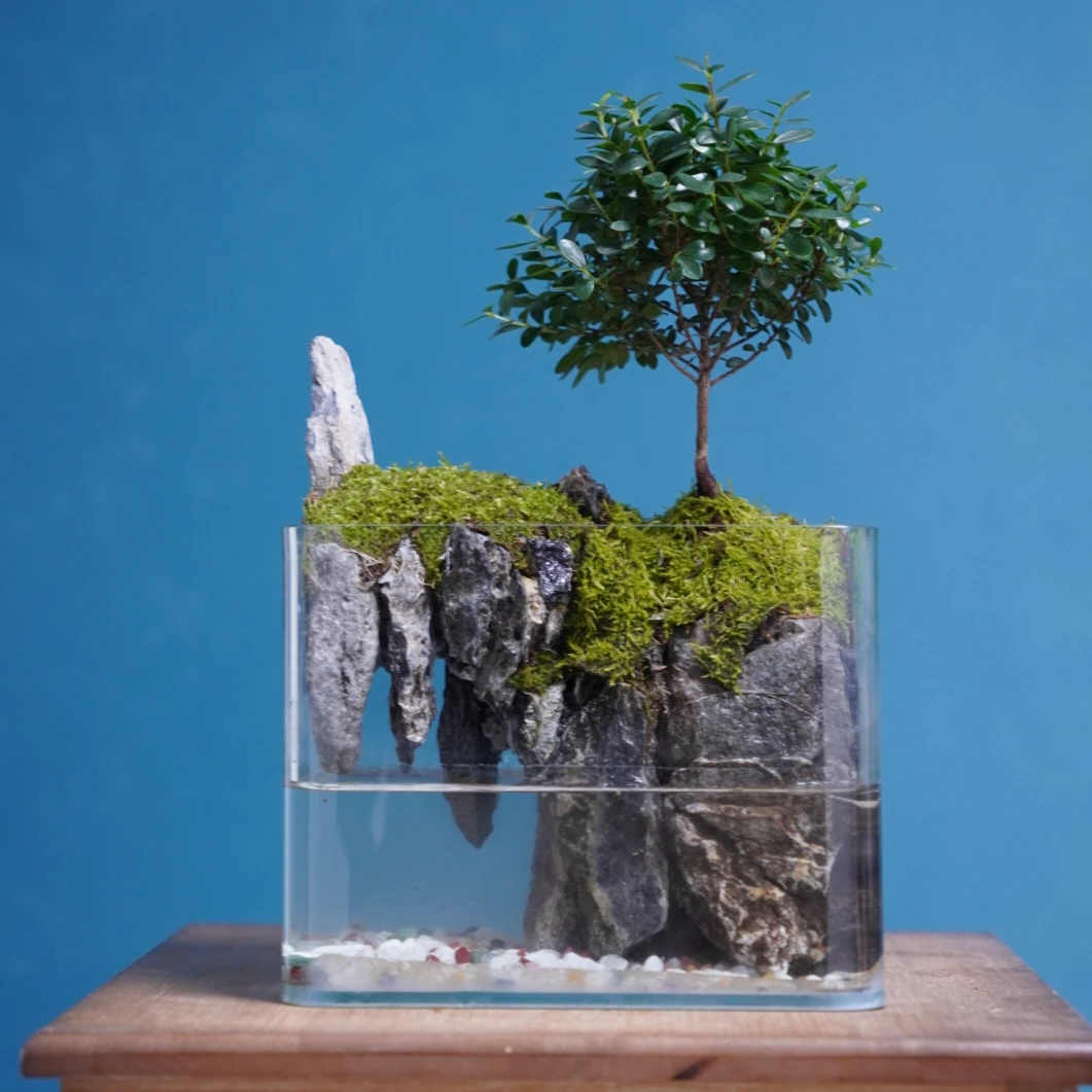 悬峰-18方缸桌面景观真实绿植造景创意微景观组合生态瓶可养鱼