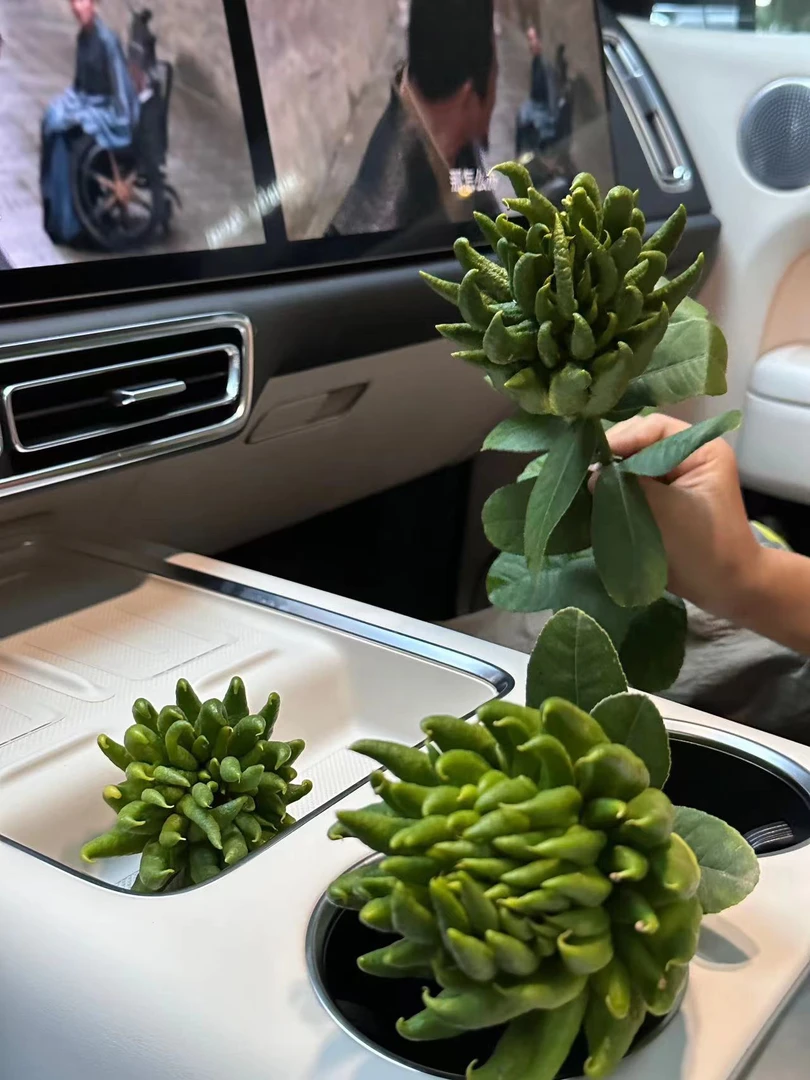 金华佛手青果水培把玩佳品可用于青供闻香