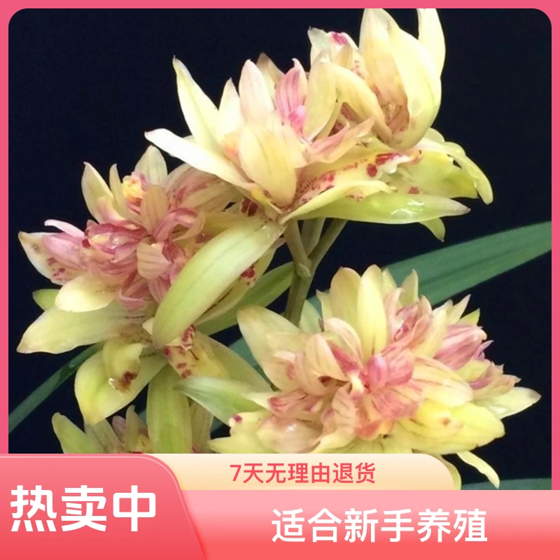 建兰浓香型奇花(富山奇蝶)客厅盆栽花卉绿植兰草室内