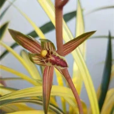 墨兰铭品南阳之松 浓香型中透艺绿植盆栽