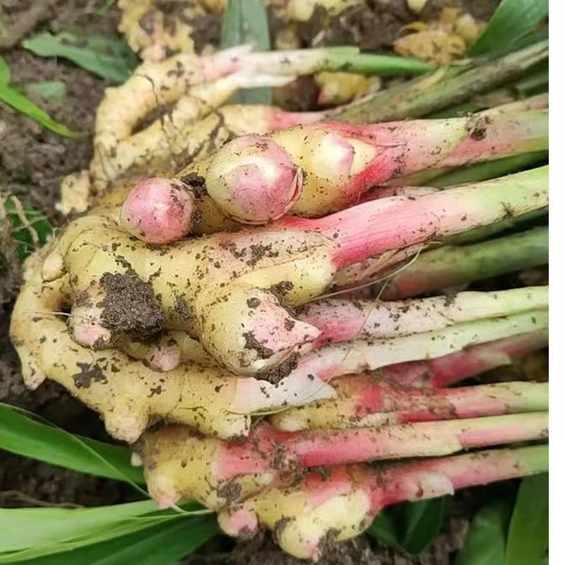 小黄姜大别山岳西特产小黄姜带土