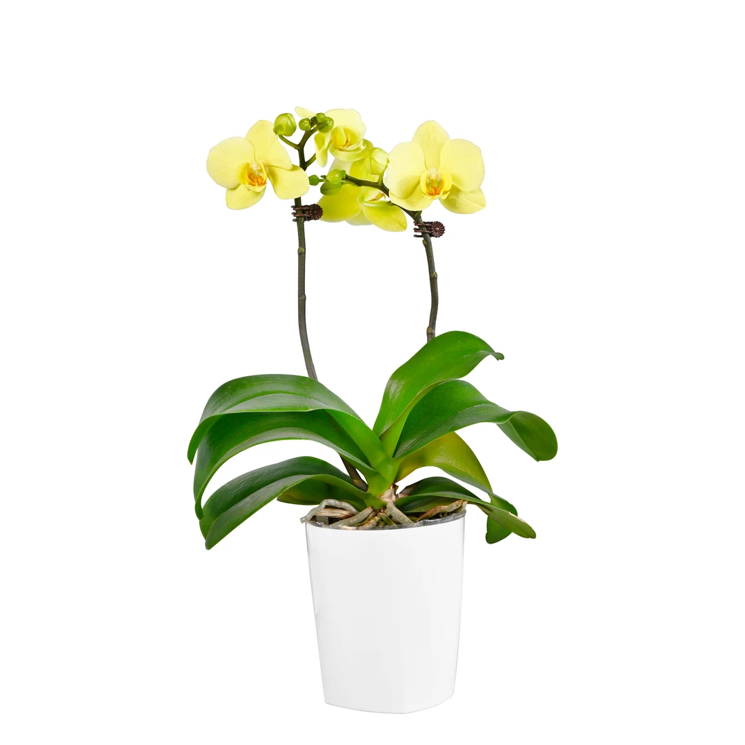 TOP FLOWER/上花蝴蝶兰盆栽 翠波波 黄色小花型质感绝佳