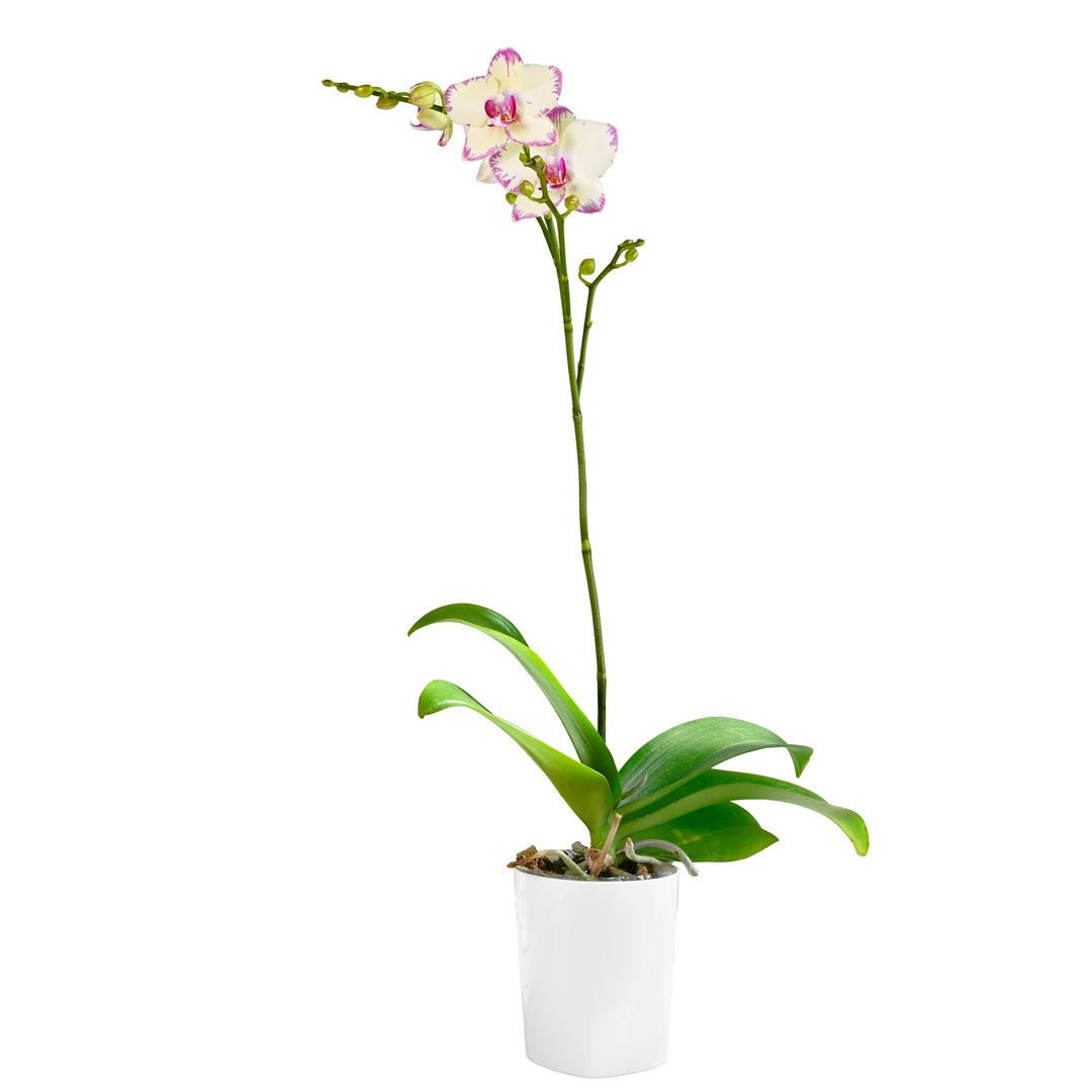 TOP FLOWER/上花蝴蝶兰盆栽 绿闪电 中花紫边氛围感盆栽