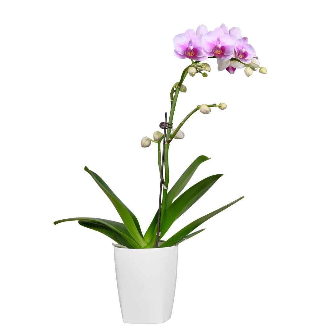 TOP FLOWER/上花蝴蝶兰盆栽 宝贝 白粉渐变小花型超大花量