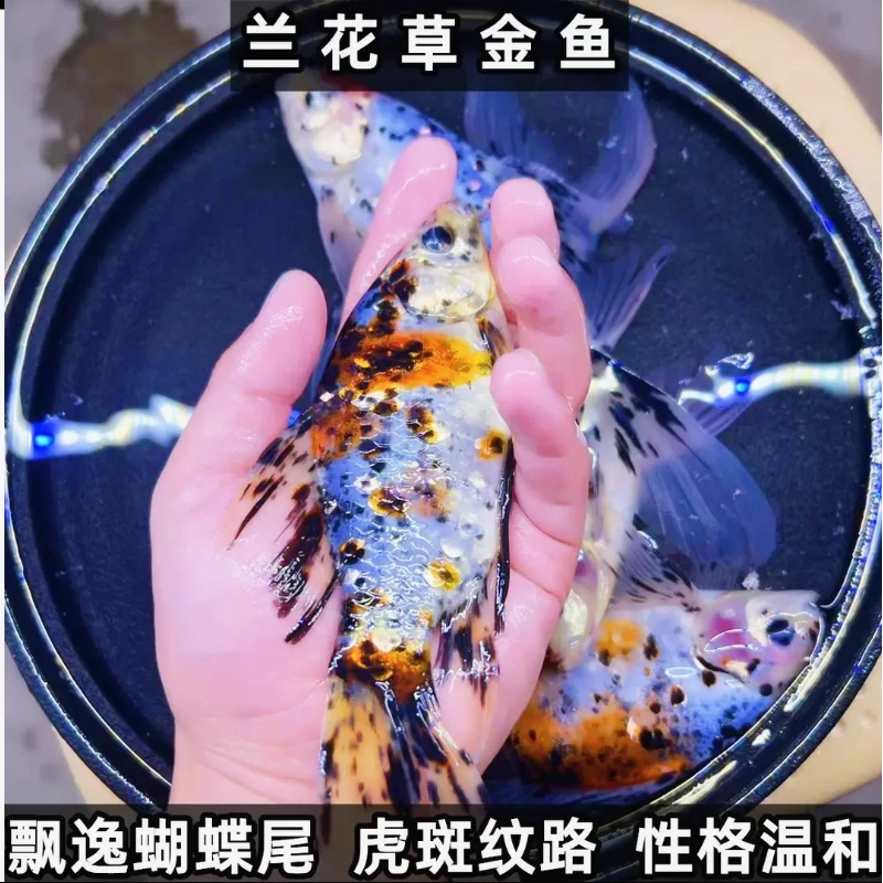兰花草金鱼观赏鱼耐低温好养耐活五彩长尾锦鲤冷水鱼包邮包活