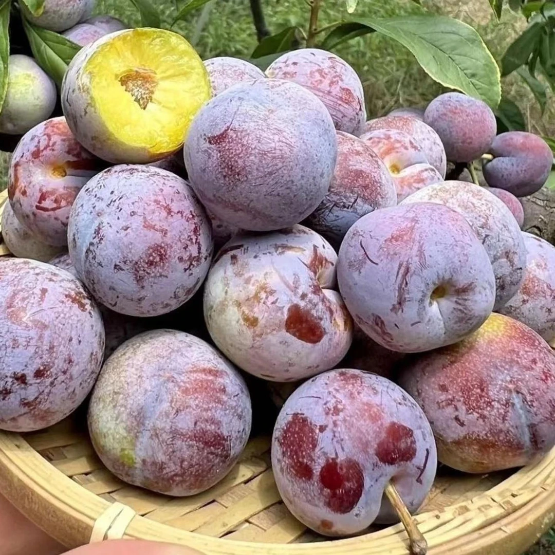 【脱骨李】脆红李四川眉山现摘现发新鲜应季水果果园直发脆爽多汁