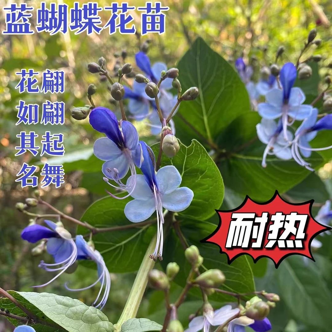 蓝蝴蝶花苗 四季开花 蝴蝶观赏植物 阳台庭院美观 盆栽 木本花卉