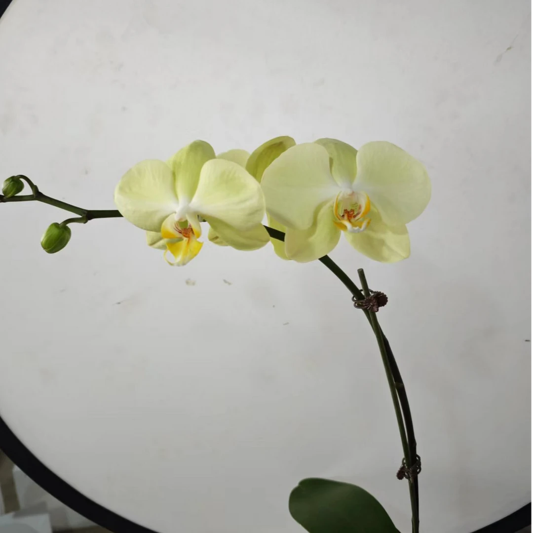 神话蝴蝶兰3.0寸杯办公室客厅鲜花