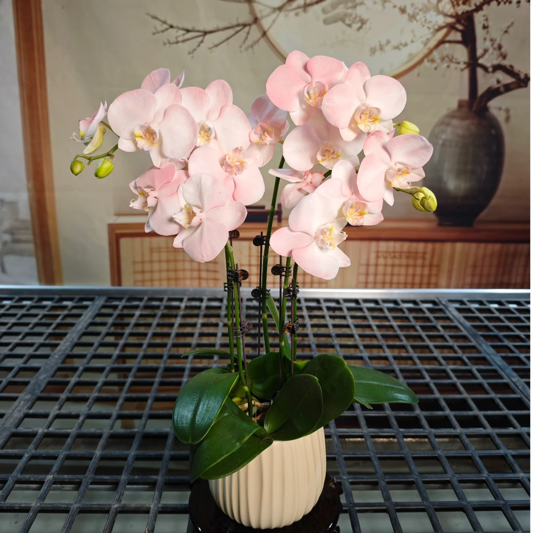 火烈鸟蝴蝶兰 欧品艺术喷色工艺鲜花