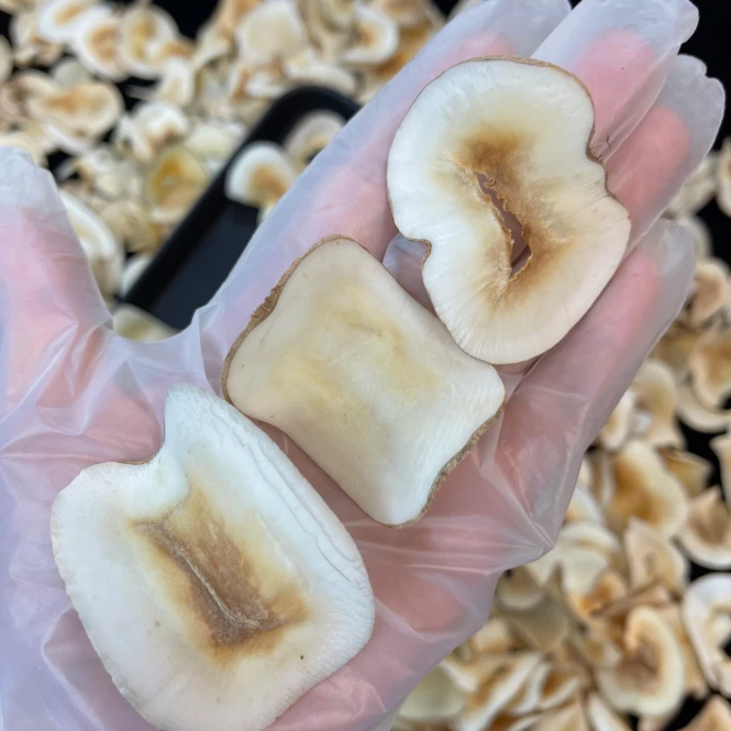 伊桦食养 精选 海底椰片