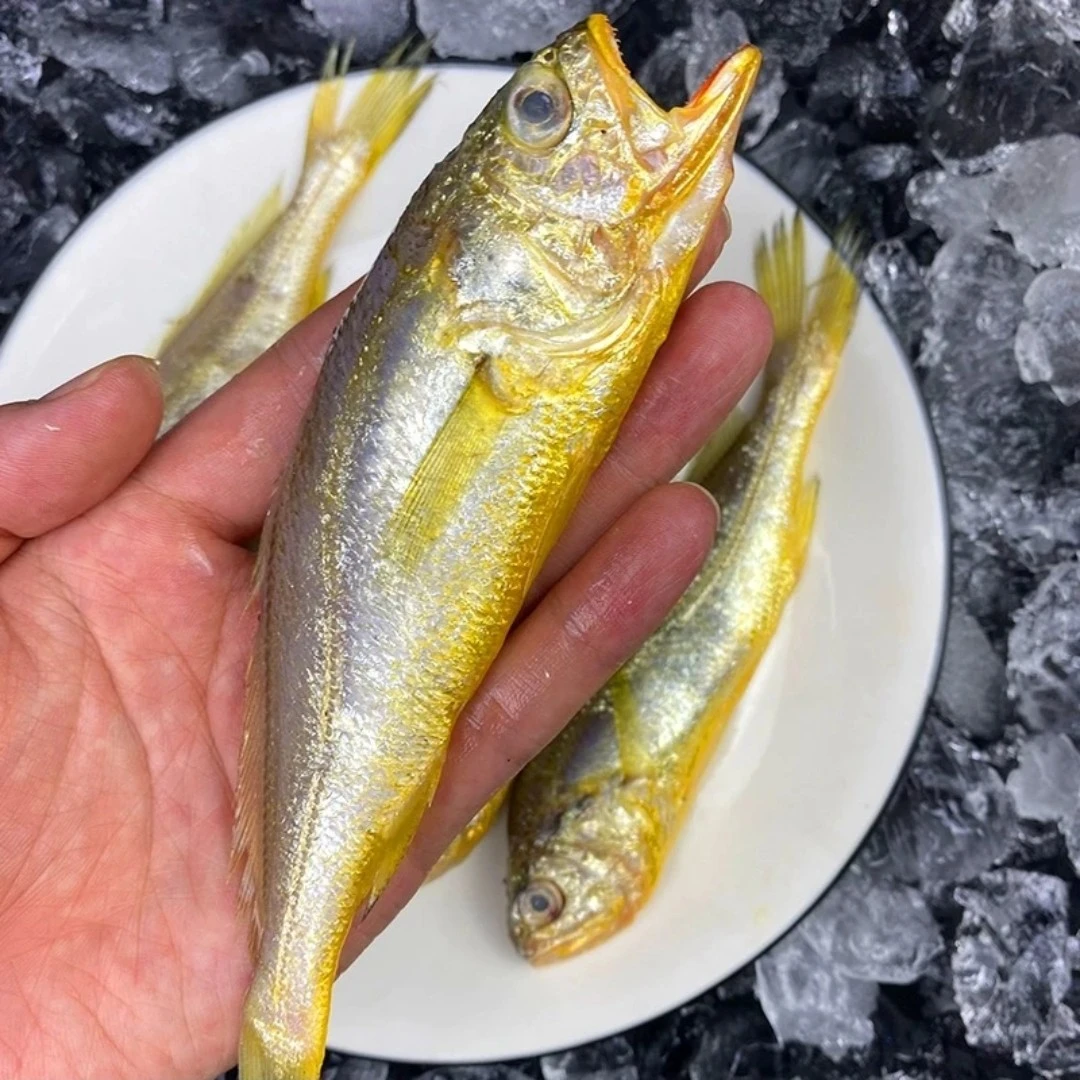 山东日照黄花鱼,海鱼肉质鲜嫩细腻一斤12条左右,5斤顺丰包邮