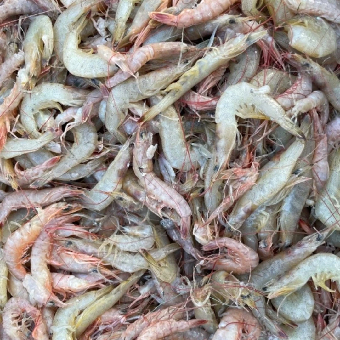 4斤 小船蛎虾白虾 有掉头黑头软皮属正常现象 适合扒虾仁