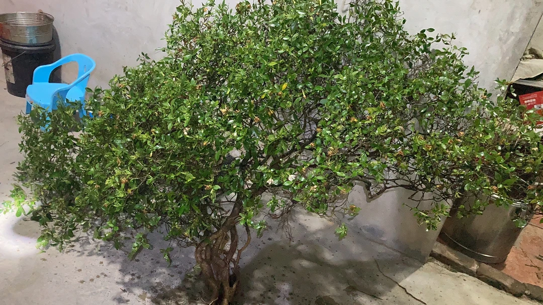 海岛栀子花，海岛春花，海岛石枫