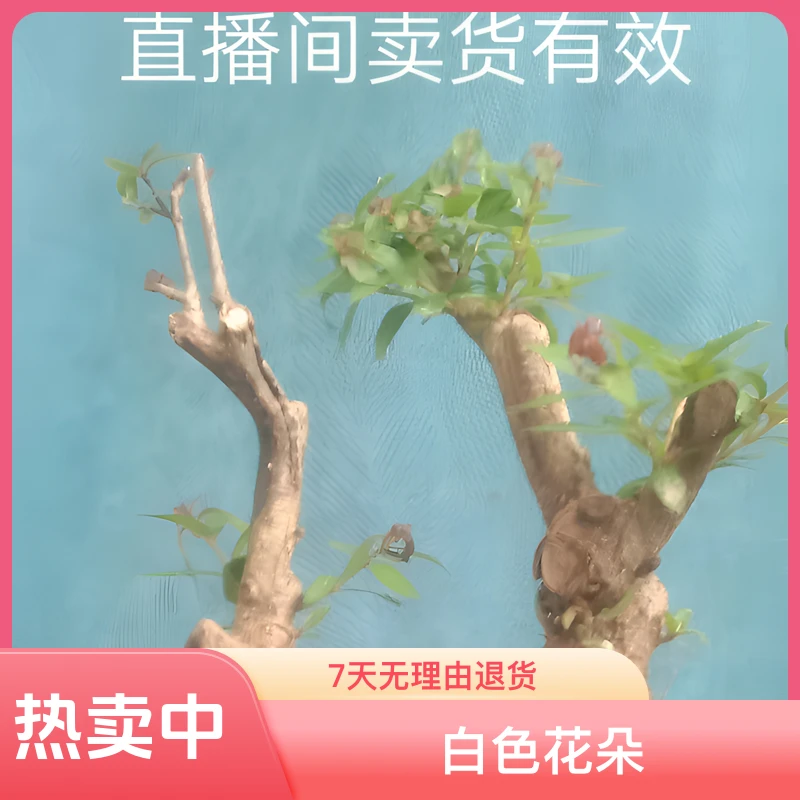 盆景 (素材)( 绿植)