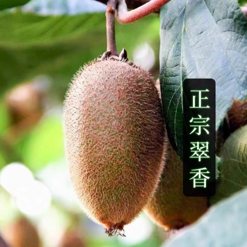 陕西眉县翠香绿心猕猴桃5/10斤装