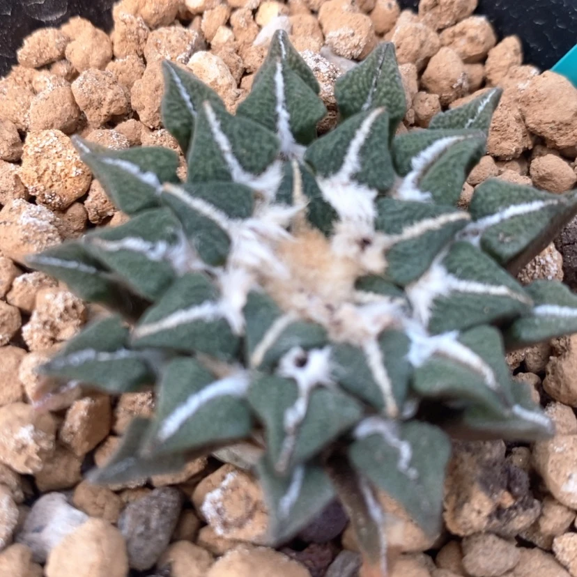 【闪购商品】实生黑