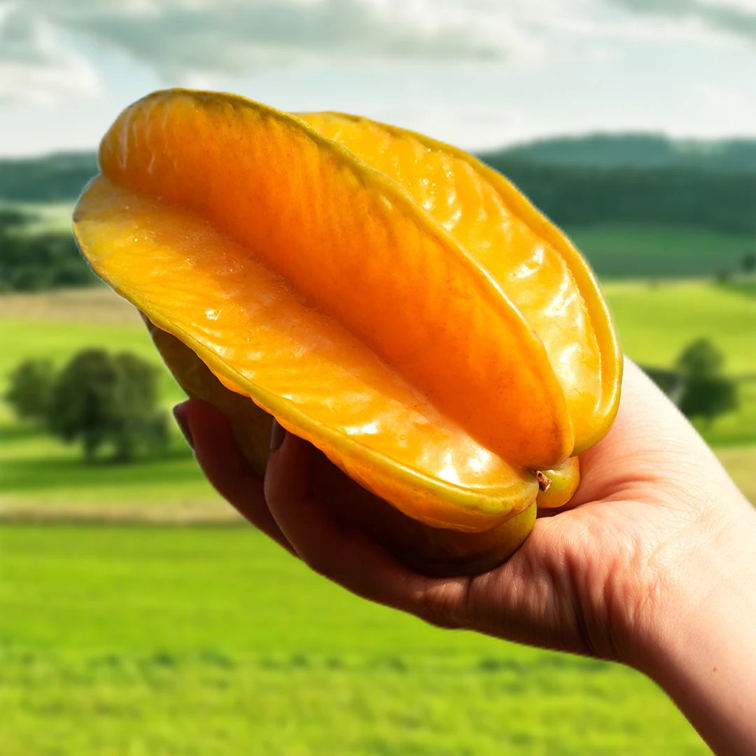 漳州树上熟杨桃新鲜应季热带水果当季杨桃清甜多汁皮薄送酸梅粉！