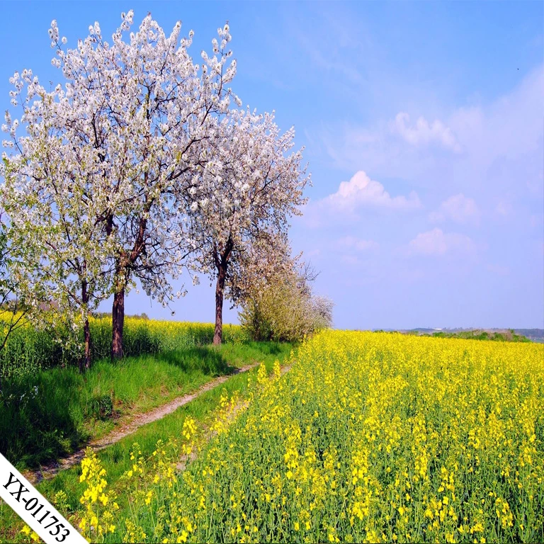 新款农村户外玉米水稻小麦希望妈3d小主姐背景墙布直播间新中式