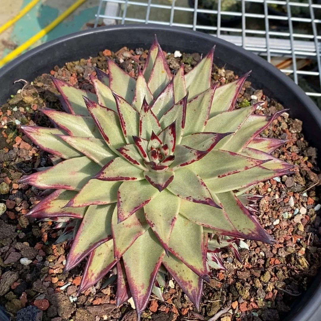 路*进口一代美乌B-24.10.24