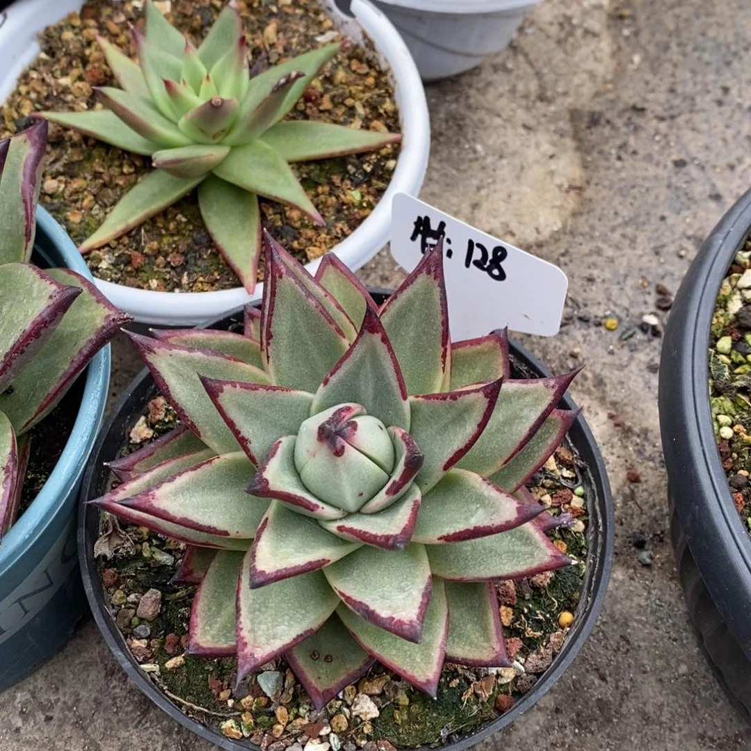 晚****美乌桃子B-24.11.1