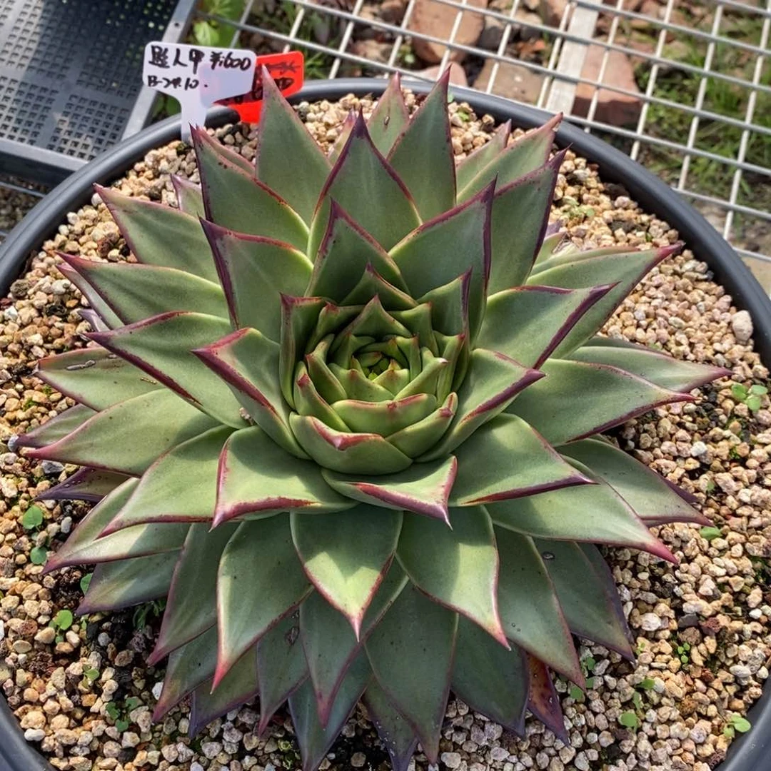 路*进口原始种B-24.10.24