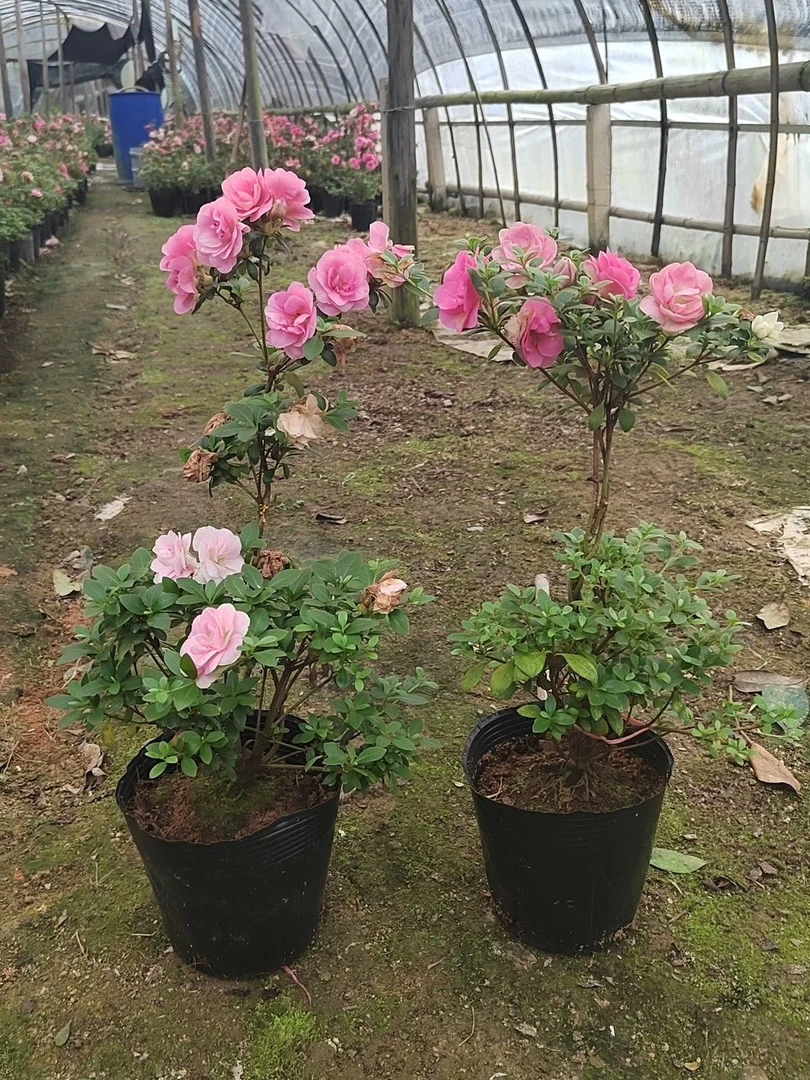 宝塔型鹃之舞皋月杜鹃多色室内外客厅阳台庭院